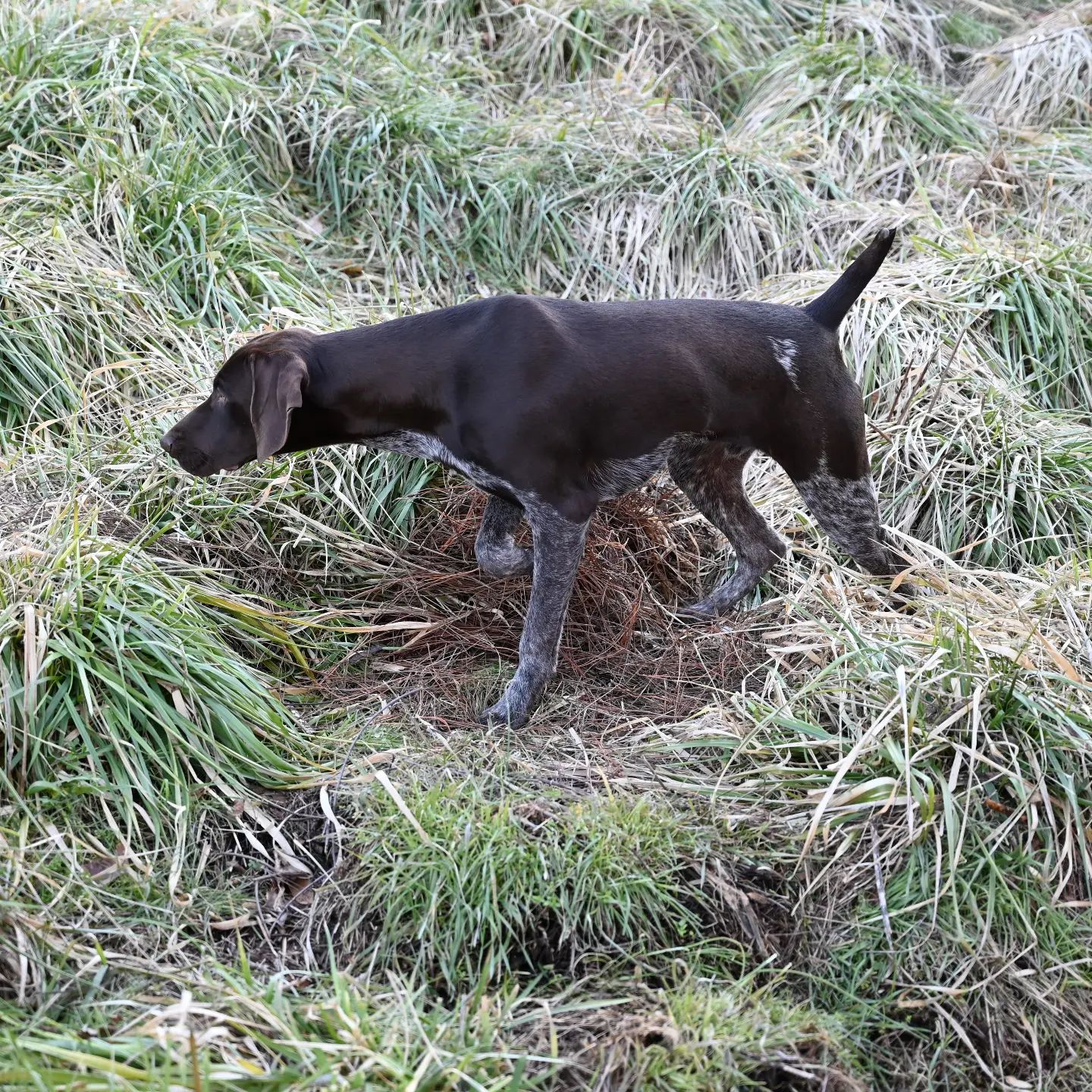 Hunting Preserve Opens in Union County Historic Union County